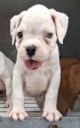 boxer cuccioli boxer cuccioli