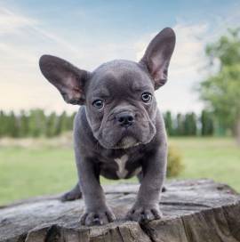 Cuccioli di bulldog francese puri