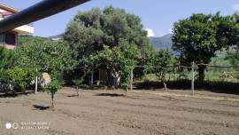 Terreno pianeggiante con alberi da frutta