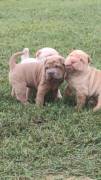 Cuccioli di Sharpei colorati alta genealogia 