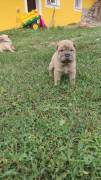 Cuccioli di Sharpei colorati alta genealogia 