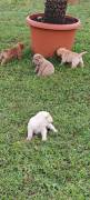 Cuccioli di Sharpei colorati alta genealogia 