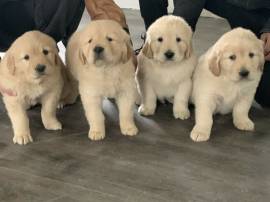 Cuccioli di Golden Retriever disponibili ora