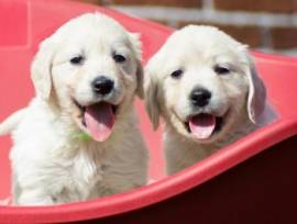 Cuccioli di Golden Retriever disponibili ora