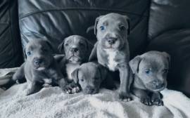Cuccioli di Staffordshire Bull terrier blu