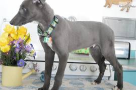 Cuccioli di GreyHound