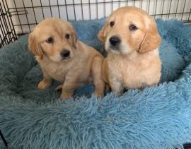 Bellissimi cuccioli di Golden Retriever