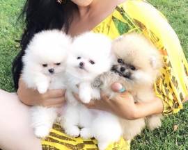 Disponibili cuccioli di Pomerania.