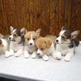 Vendo cuccioli di Welsh Corgi Pembroke.