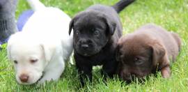 Eccezionali cuccioli di Labrador Retriever