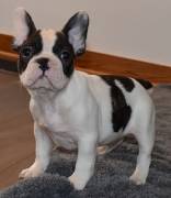 Cuccioli di Bulldog francese