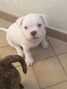 Cuccioli di American Bully Pocket