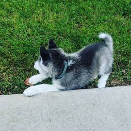 REGALO CUCCIOLI DI SIBERIAN HUSKY