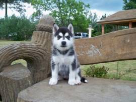 CUCCIOLI DI SIBERIAN HUSKY