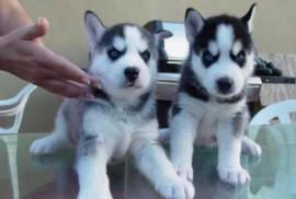 CUCCIOLI DI SIBERIAN HUSKY