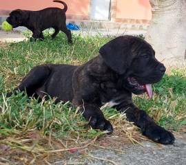 Cane corso