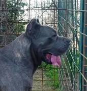 Cane corso