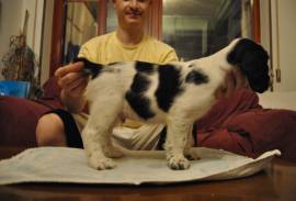 Cuccioli di Springer Spaniel Inglese