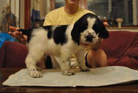 Cuccioli di Springer Spaniel Inglese