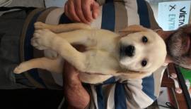 CUCCIOLI LABRADOR RETRIEVER