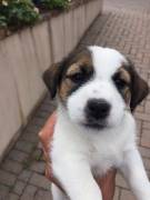 CUCCIOLI DI JACK RUSSELL TERRIER