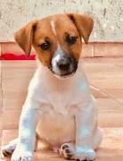 CUCCIOLI DI JACK RUSSELL TERRIER