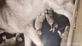 Cuccioli di Alaskan malamute con pedigree 