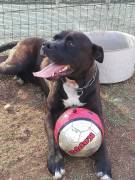 KING, incrocio corso Pitbull in adozione 