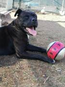 KING, incrocio corso Pitbull in adozione 