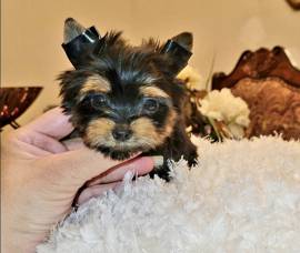 Regalo Cuccioli Yorkshire Terrier