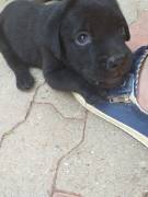 Cuccioli di Labrador