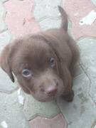 Cuccioli di Labrador