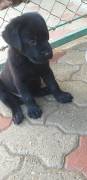 Cuccioli di Labrador