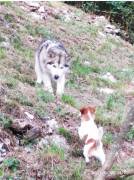 Cuccioli di Alaskan malamute con pedigree 