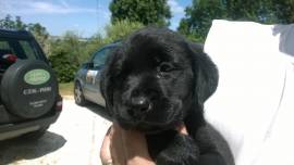 LABRADOR RETRIEVER CUCCIOLOTTI