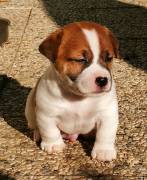 JACK RUSSELL TERRIER