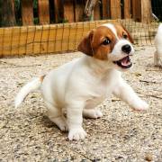 JACK RUSSELL TERRIER