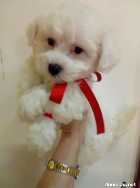 Cuccioli di Maltese