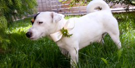 Servizio Wedding Dog Sitter a Como