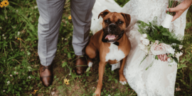 Servizio Wedding Dog Sitter a Como