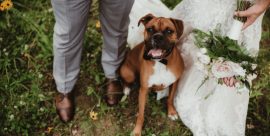 Wedding Dog Sitter a Lecco e provincia