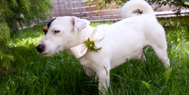 Wedding Dog Sitter a Lecco e provincia