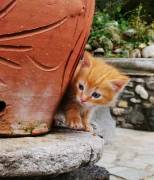 cuccioli di gattini europei tigrati