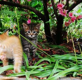 cuccioli di gattini europei tigrati