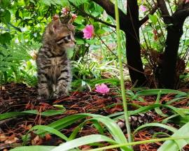 cuccioli di gattini europei tigrati