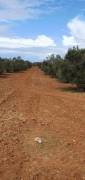 Terreno agricolo con alberi di olivo