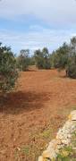 Terreno agricolo con alberi di olivo