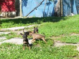 Pinscher nano cuccioli maschi