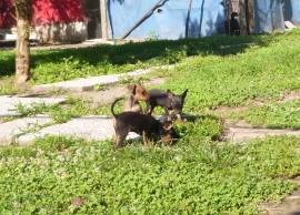 Pinscher nano cuccioli maschi