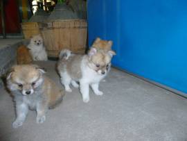 Volpino Spitz cuccioli